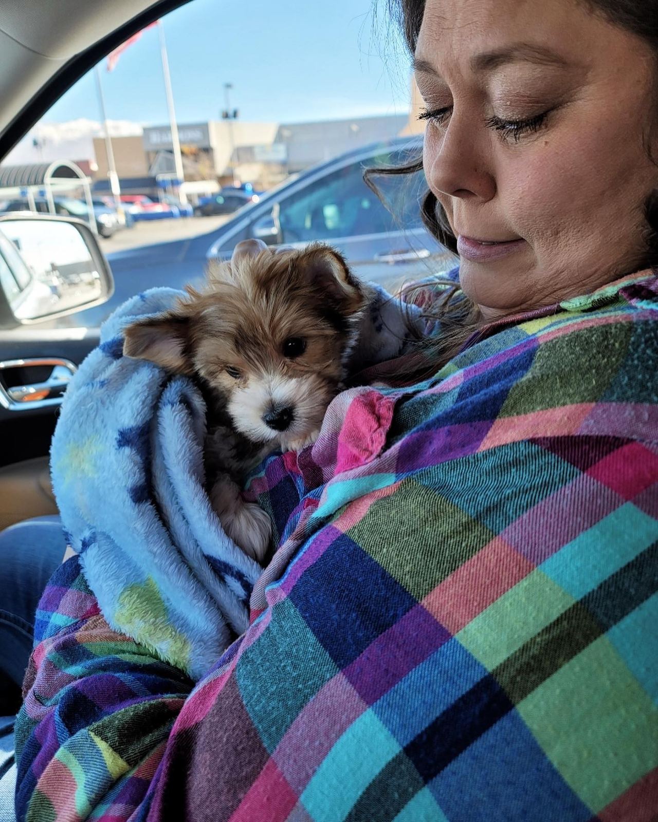 Teacup Yorkie puppy in a forever home