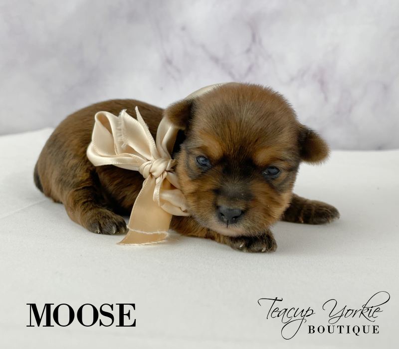 Past Teacup Yorkie puppy