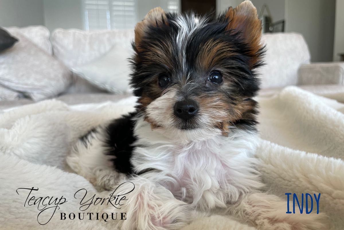 Past Teacup Yorkie puppy