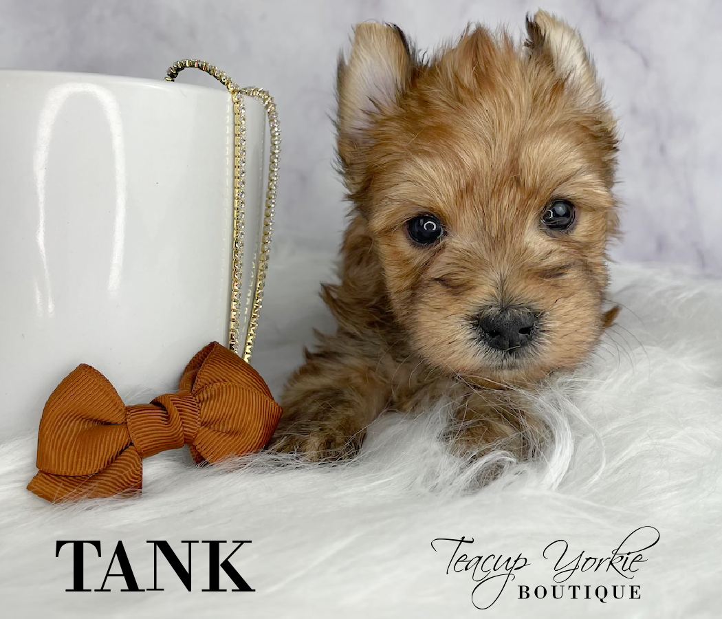 Rare Sable boy AKC Yorkshire Terrier Yorkie Puppy for Sale in Utah