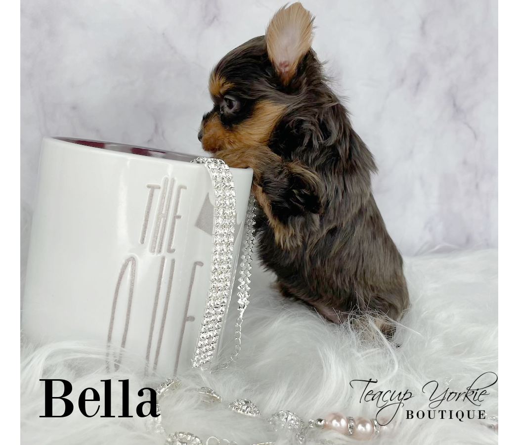 Rare Chocolate AKC Yorkshire Terrier Yorkie Puppy for Sale in Utah
