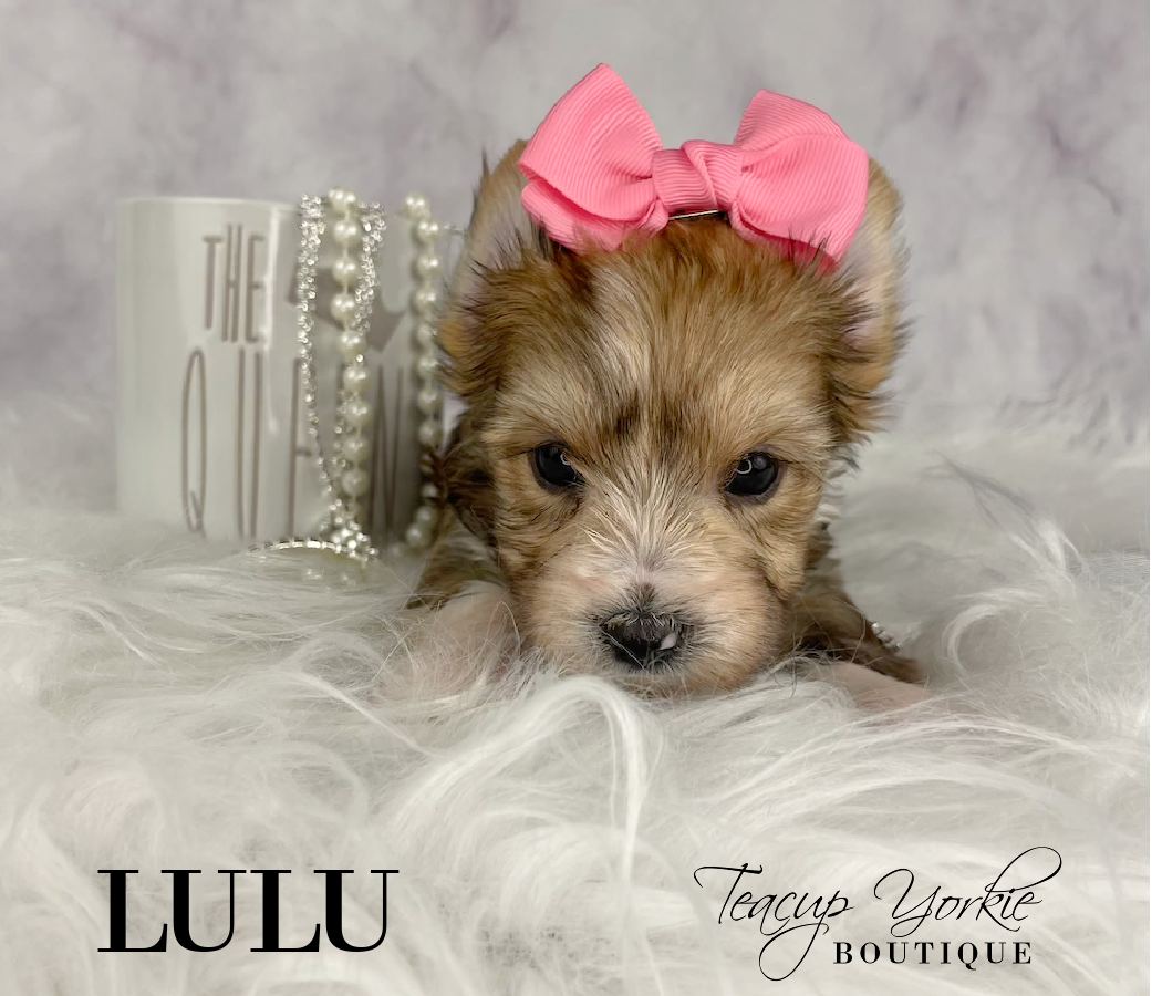 Rare Sable Parti Girl AKC Yorkshire Terrier Yorkie Puppy for Sale in Utah