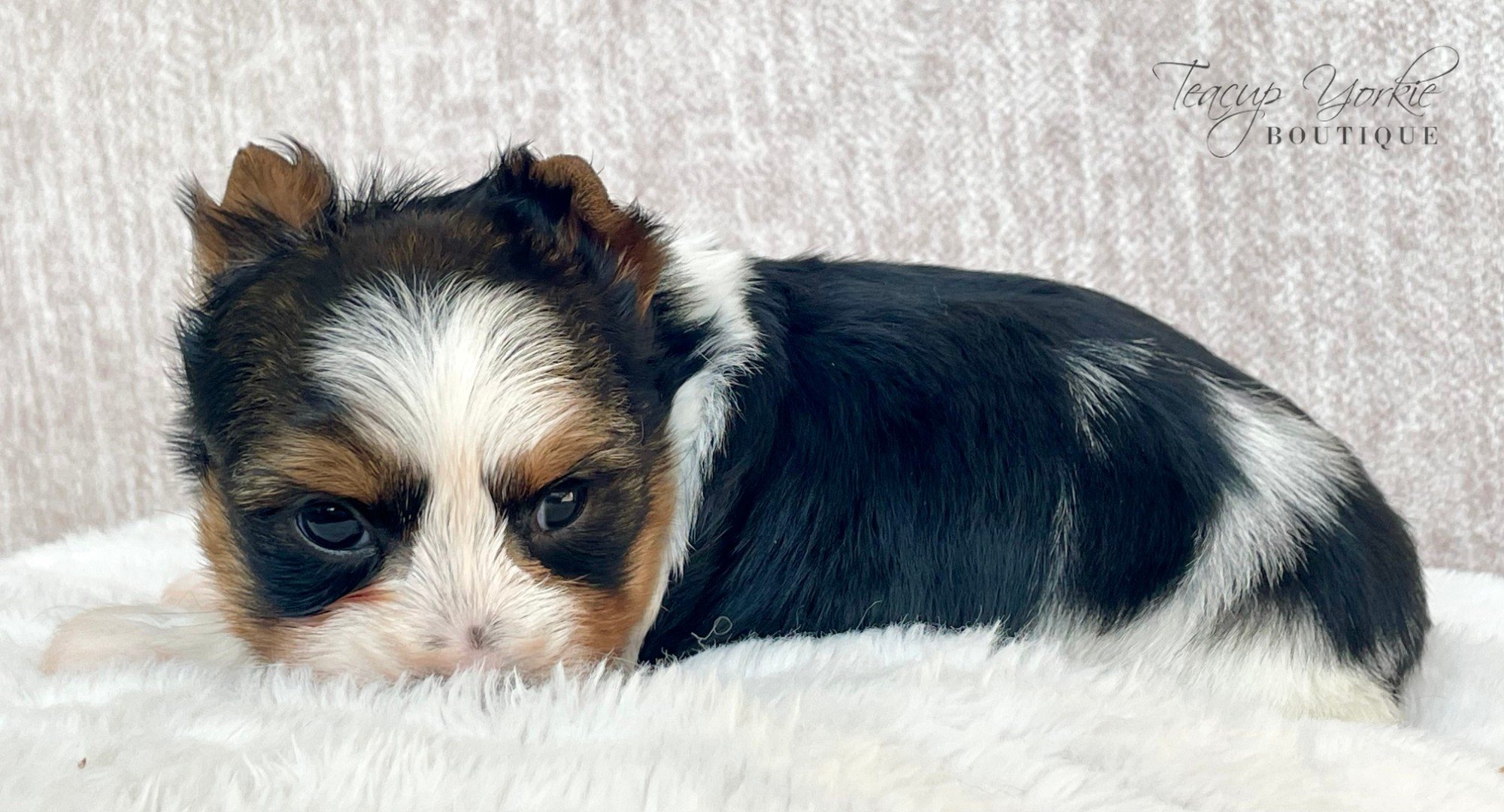 Yorkshire Terrier puppy from Teacup Yorkie Boutique