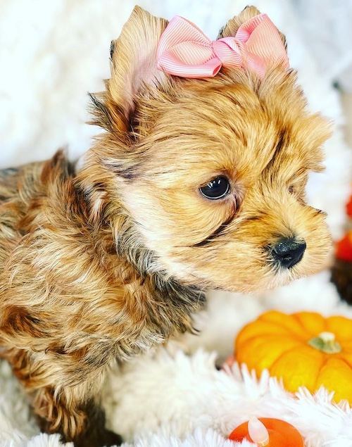 Yorkshire Terrier puppy from Teacup Yorkie Boutique