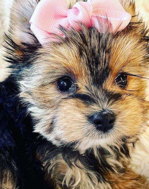 Yorkshire Terrier puppy from Teacup Yorkie Boutique