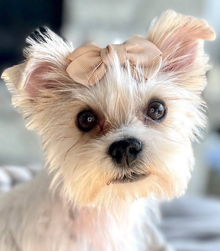 Daisy, Yorkshire Terrier dam