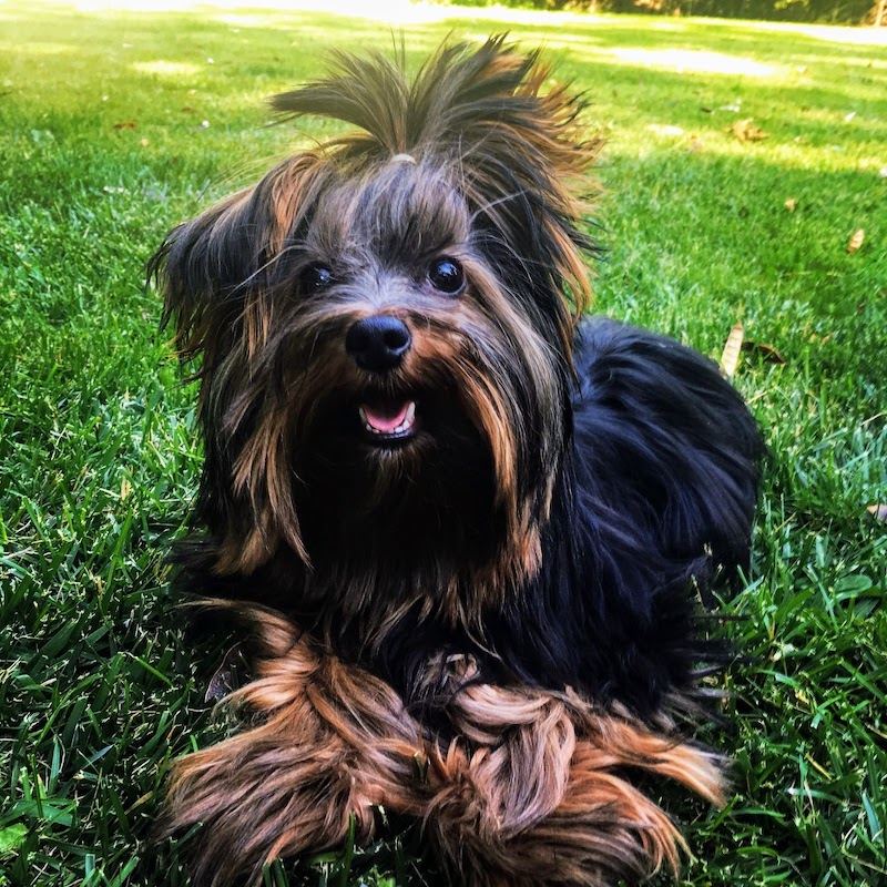 Diesel, Yorkshire Terrier sire