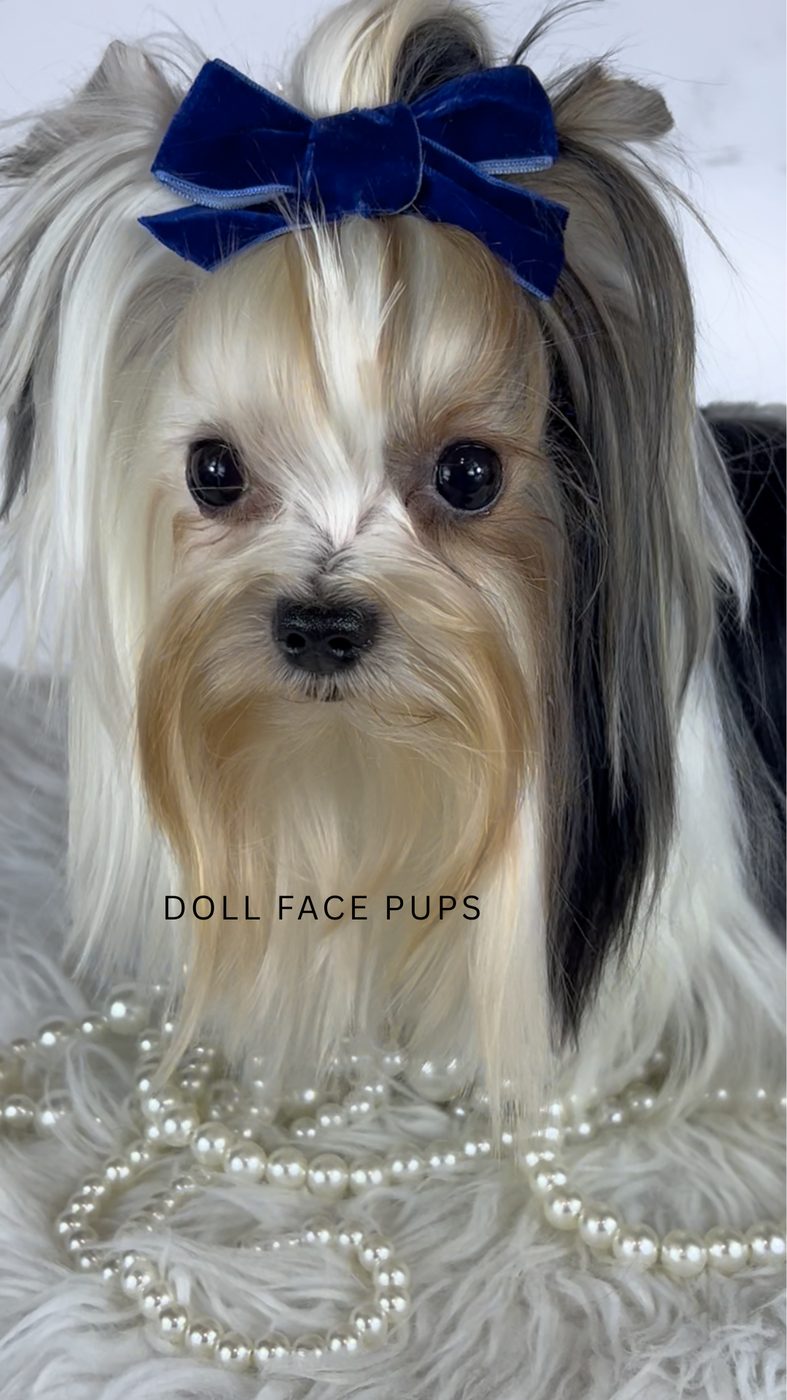 Luca, the sire of the Daisy & Luca Litter Yorkie litter