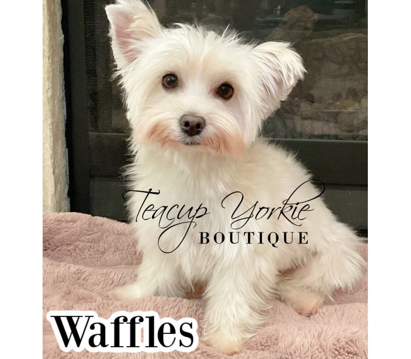Waffles, Yorkshire Terrier dam