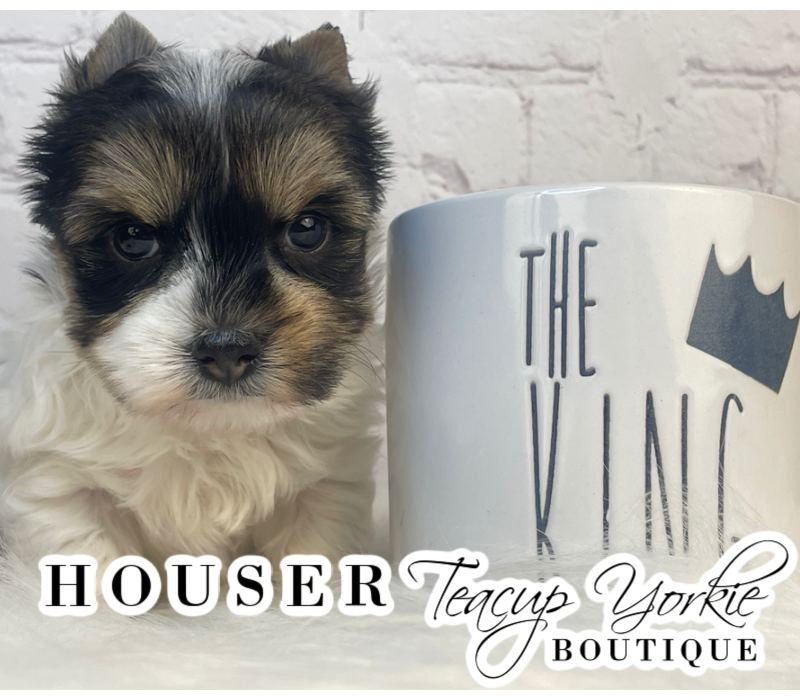 Houser, a Yorkshire Terrier puppy from Teacup Yorkie Boutique