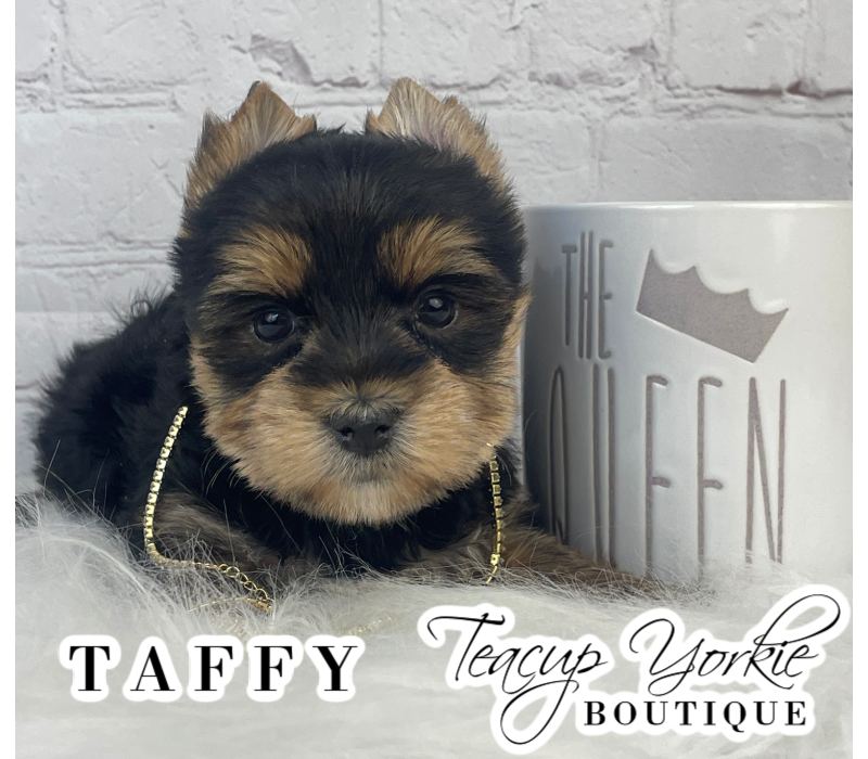 Taffy, a Yorkshire Terrier puppy from Teacup Yorkie Boutique
