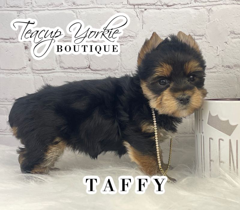 Taffy, photo 2