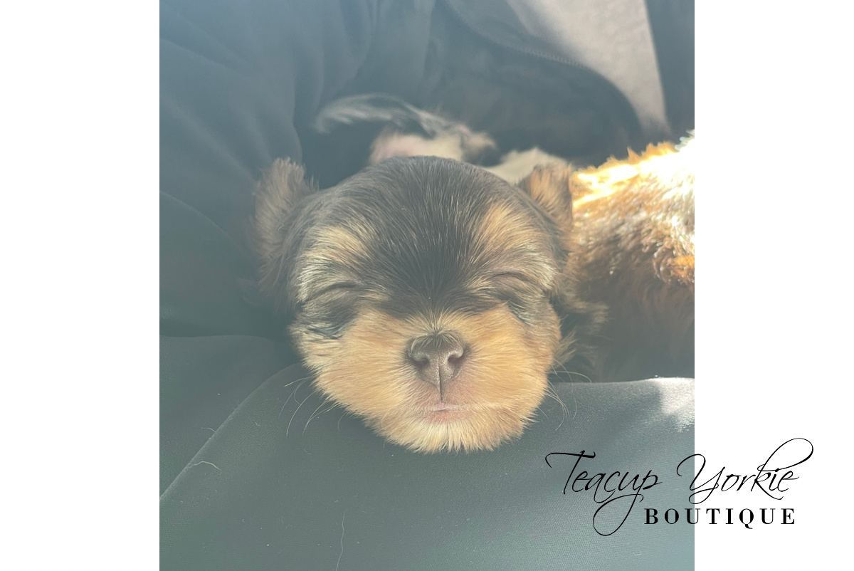 Ashlee S. with their puppy